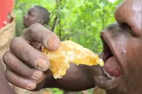 哈扎比部落捅蜂窝狂吃蜂蜜的一天