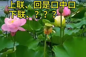 上联、回是口中口、下联、？？？有请才子佳人对🌸🌸🌸视频封面