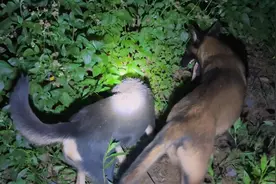 小伙晚上进山遛狗，看看马犬跟土狗的表现，还真是不一样视频封面