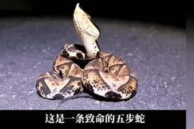 动物世界之五步蛇——探索尖吻蝮的生活习性视频封面