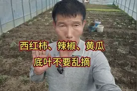 种植西红柿、辣椒、黄瓜，底叶不要乱摘，很多人经常犯错视频封面