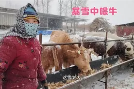 黑龙江大暴雪，一家人顶雪喂牛，最深半米多了，给牛冻的撒腿就跑