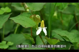 本草植物-《鱼腥草》；药效作用:清热去火、杀菌、利尿、健体视频封面