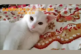 梦见吃大餐视频封面