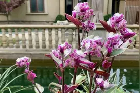 油画婚礼吊兰开花了，花朵造型别致，毛茸茸的花朵，紫色浪漫高雅视频封面