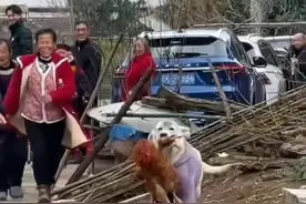 乡村生活趣事：狗狗帮主人抓鸡，村民围观笑开怀！🐕🐔😂视频封面