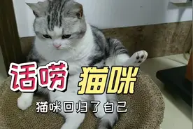独守了一天的猫咪，见到主人回来开心的不知所措，话都多啦视频封面