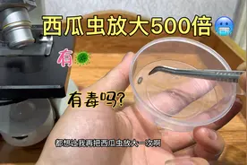 西瓜虫（潮虫，鼠妇）显微镜放大看看，实力宠粉