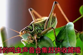 好听的鸣虫声音合集赶快收藏哦