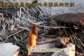 黄鼠狼报恩记：善心与因果的交织视频封面