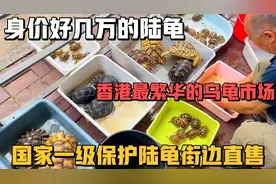 香港最大的水族市场，国家一级保护陆龟街边直售！几千上万看花眼视频封面