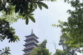 满树繁花，扬州又有一棵树火了，大明寺里扬州唯一的红豆树开花了视频封面