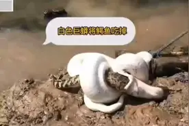 毒蛇吐信子，谁人不知视频封面