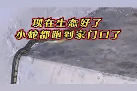 城市小区楼梯间都进蛇了，大家晚上出行、散步一定要注意安全…