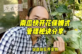 南瓜快开花保姆式管理秘诀分享接1个瓜打1次尖留2个健康侧蔓循环
