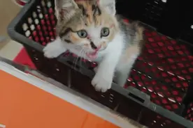 拼多多130多买小的三花猫，希望不是星期猫。
