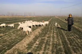 冬天有人把羊赶到地里啃食麦苗别怕，学会这三招，放羊的躲着走视频封面