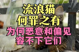 流浪猫何罪之有？为何恶意和偏见容不下它们呢#流浪猫视频封面