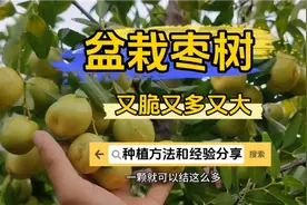 盆栽枣树结满了大枣，做好这些管理，一年多次结果，果子大而甜！视频封面