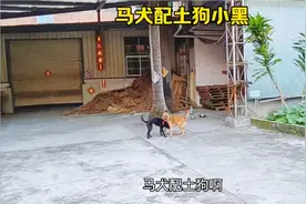 马犬配土狗会出什么