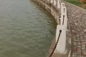 奸懒馋滑·胖视频封面