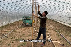 农村大棚被雪压倒了，今天顺利维修完毕，竹竿中间顶上一排，完美