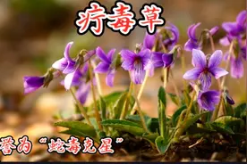 “疔毒草”——紫花地丁，蛇毒克星，也是鲜美的野菜，你吃过吗？