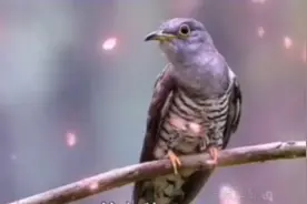 南方五十多种鸟叫声欢迎您聆听与欣赏