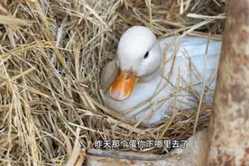 这柯尔鸭太聪明了，一直以为它就下了一个蛋，原来都被它藏起来了视频封面