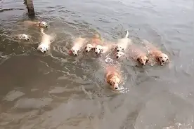 主人故意落水，12只金毛的反应，让人很是意外！视频封面