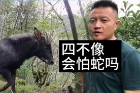 野猪喜欢吃蛇，四不像也不会怕蛇视频封面