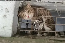 被铁网卡住的流浪猫，遇到好心人救助，结局太让人感动了！视频封面