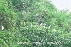 探秘语文课本《鸟的天堂》