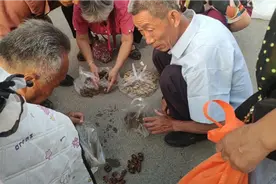 山东曹县，金蝉开始大量上市，价格比去年便宜不少，买的人也不多视频封面