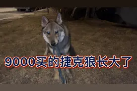 9000买的捷克狼长大了，100天长40多斤。给大家看看他小时候