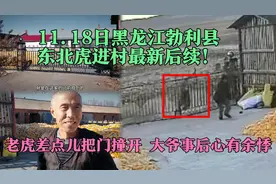 11.18日黑龙江勃利县东北虎进村最新后续！老虎撞门的大爷没事视频封面