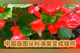 中国版图从秋海棠变成雄鸡