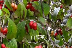 山茱萸味酸，微温，质润，入肝、肾经，能温阳而不过分燥热视频封面