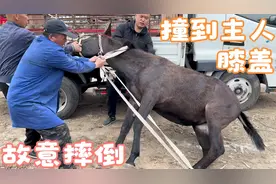 骡子是驴和马杂交的物种，比驴犟比马力气大，给倔骡修蹄不容易？视频封面