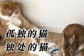 猫咪独自一人在家  猫咪会感觉孤独吗