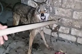 野狼进村偷吃绵羊，不料被当场逮住，那男子又会怎样处理它呢？