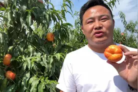 七月上旬成熟的“油蟠桃6—21”成熟啦，这个季节吃个是不是很好