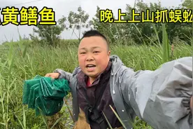 农村小伙晚上上山抓18条蜈蚣，早上抓黄鳝鱼3.8斤，总共有多收益?视频封面