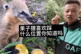 果子狸喜欢吃什么，喜欢踩什么位置，喜欢什么样的环境，你知道吗视频封面