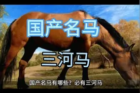 国产名马——三河马