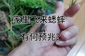 蟋蟀进入8楼的家里有何预兆？
