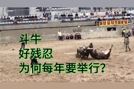残忍的斗牛比赛，为何每年要举行？