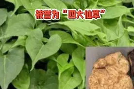 何首乌——八仙过海中的仙草，延年益寿的秘诀，你知道吗？