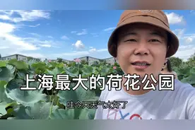 上海的这座荷花公园，像一个小迷宫，景色不错视频封面
