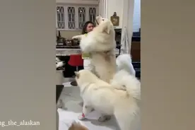 可爱的萨摩超大一只，可爱萌宠合集